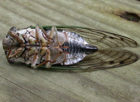 Coastal Scissor-grinder Cicada